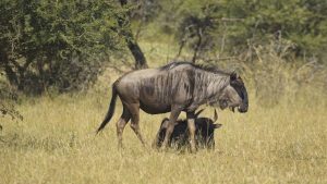 two wildebeest in the bushveld, one is lying down and the other is standing