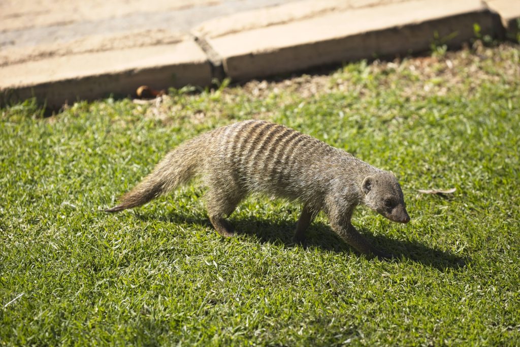 Wild mongoose on the green lawn