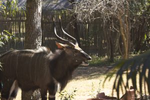 A male Nyala drinking water in the garden of the lodge
