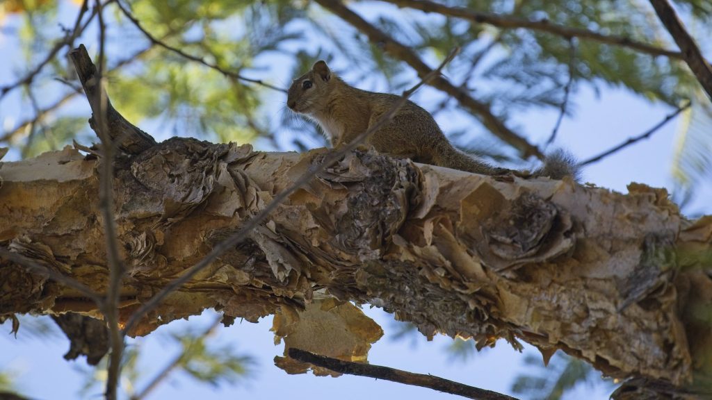 Squirrel in an acacia tree at golfers lodge 167