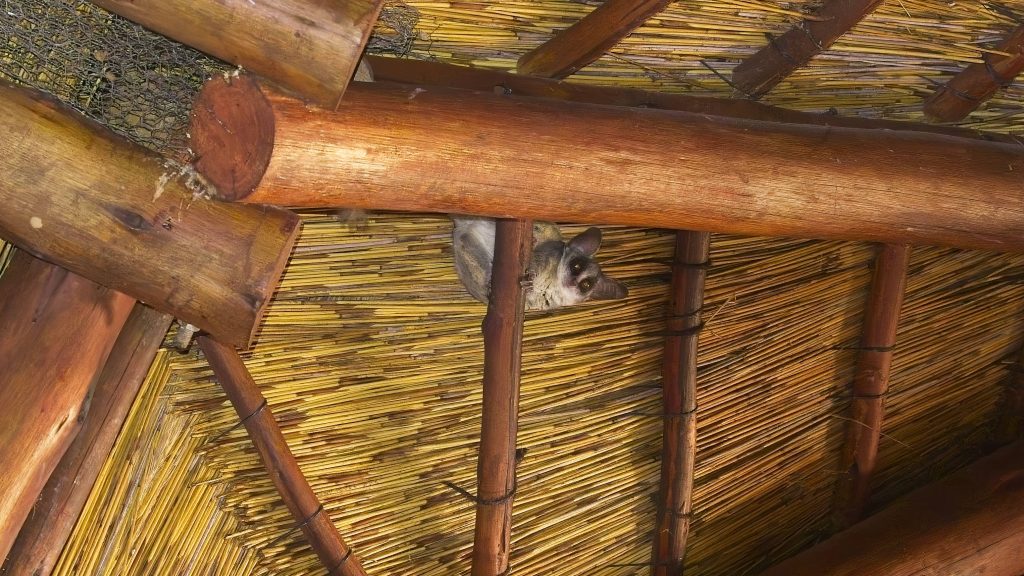Bushbaby in the thatch roof of the main lodge