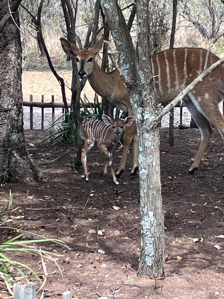 mother and newborn nyala under the protection of the garden